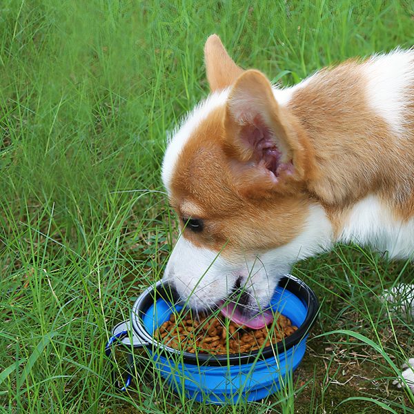 Bát ăn cho chó mèo bằng cao su SAWYER PET Silicone Bowl